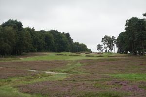 Swinley Forest 7th Heather